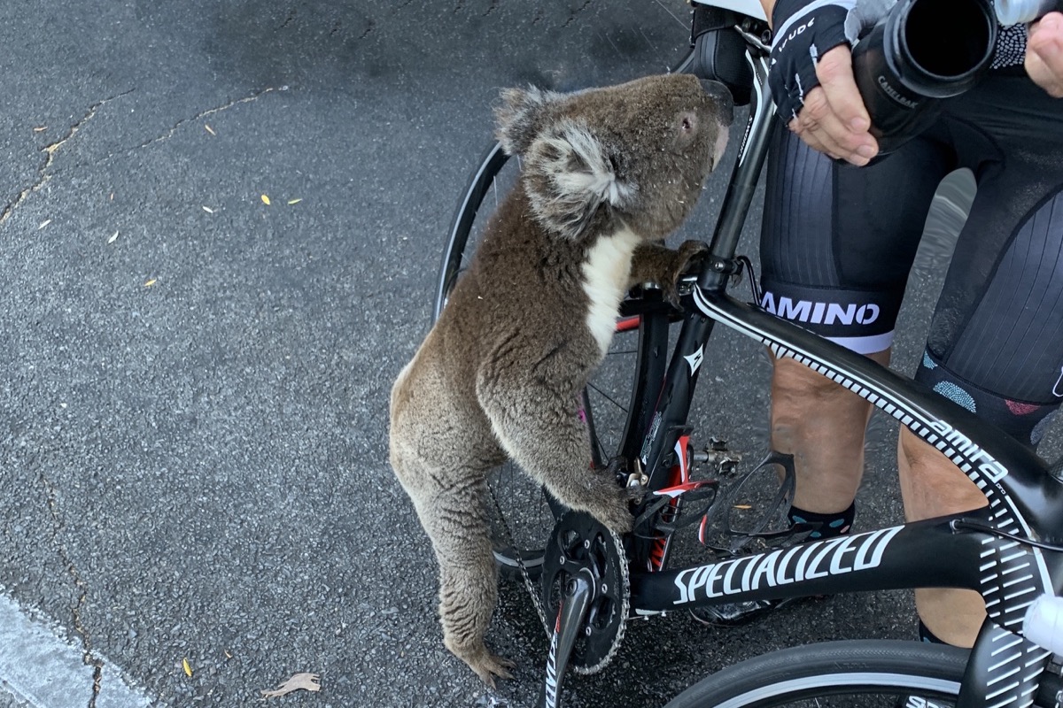 koala.jpeg